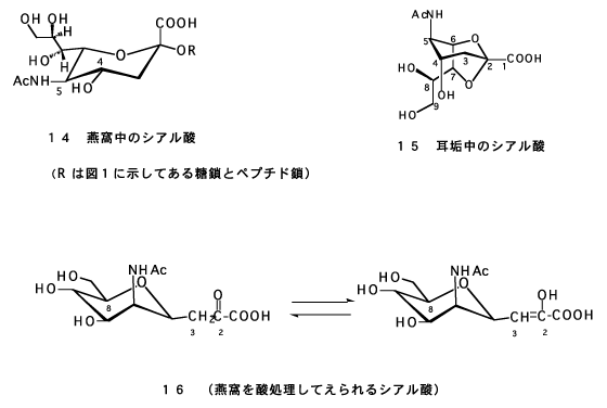 図-６　燕窩のシアル酸